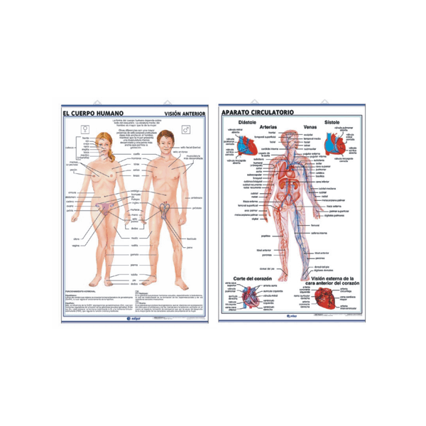 Láminas Anatomía de Secundaria Edigol (70x100 cms)