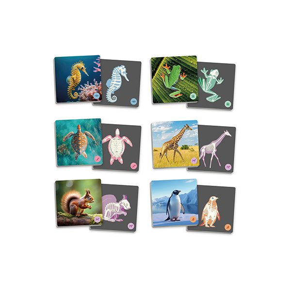 Maxi Memory Animals vertebrats i el seu esquelet