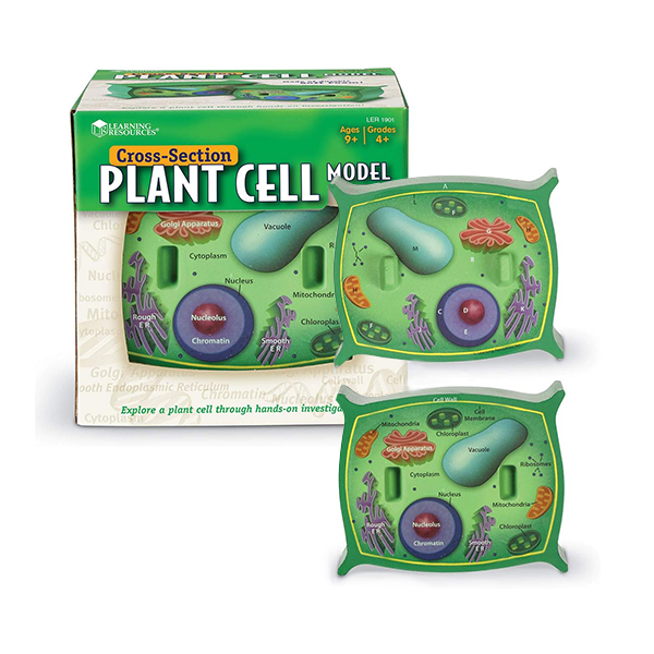 Model de cèl·lula vegetal de secció transversal