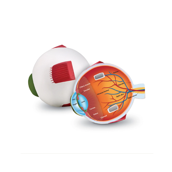 Model d'ull de secció transversal