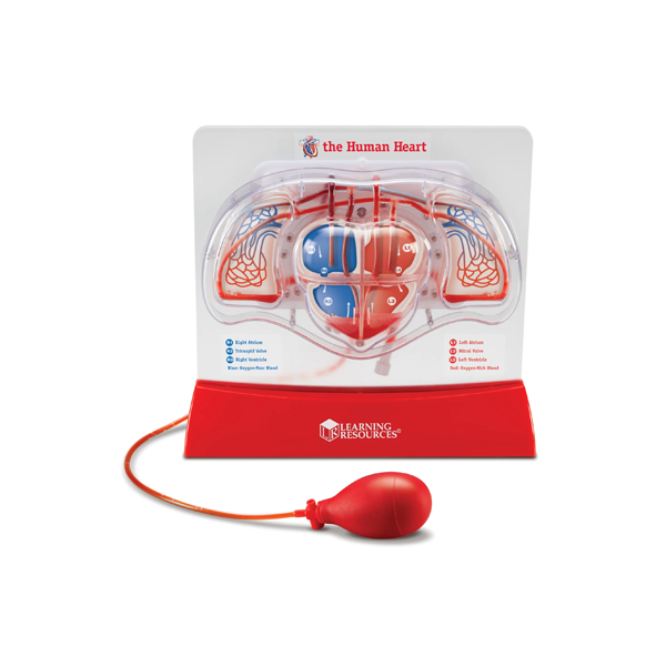 Model del flux sanguini: el cor